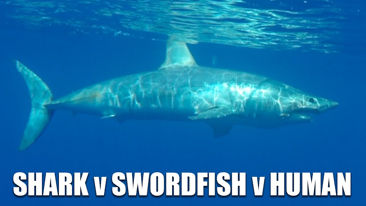 Large Shark Attacks Swordfish