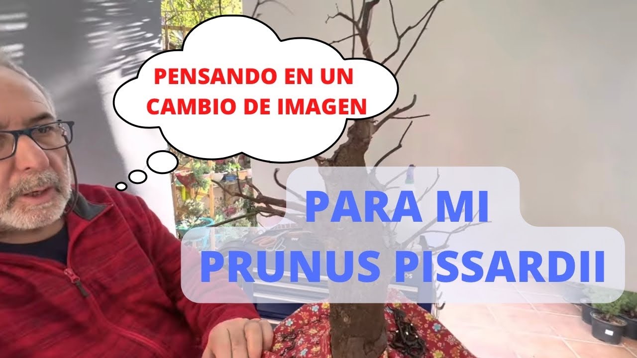 🍂Defoliado y CAMBIO ápice del PRUNUS PISARDI