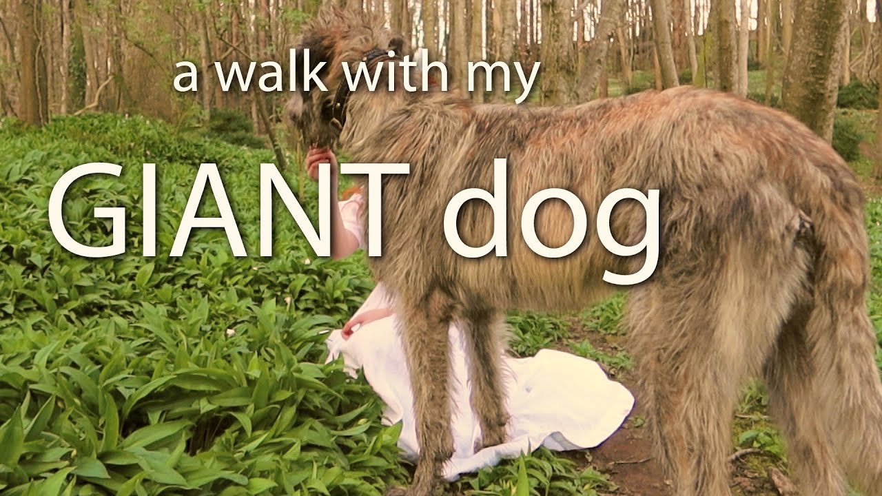 A Walk in the Park