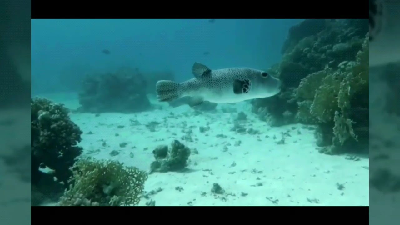 svensktalande guide i Egypten utflykter i Hurghada Egypten reseguide r&ouml;da havet!