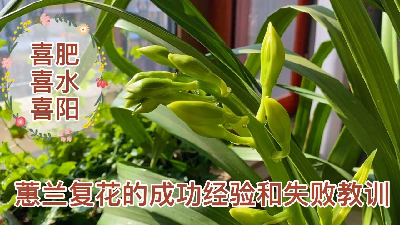 大花蕙兰复花的成功经验以及失败教训