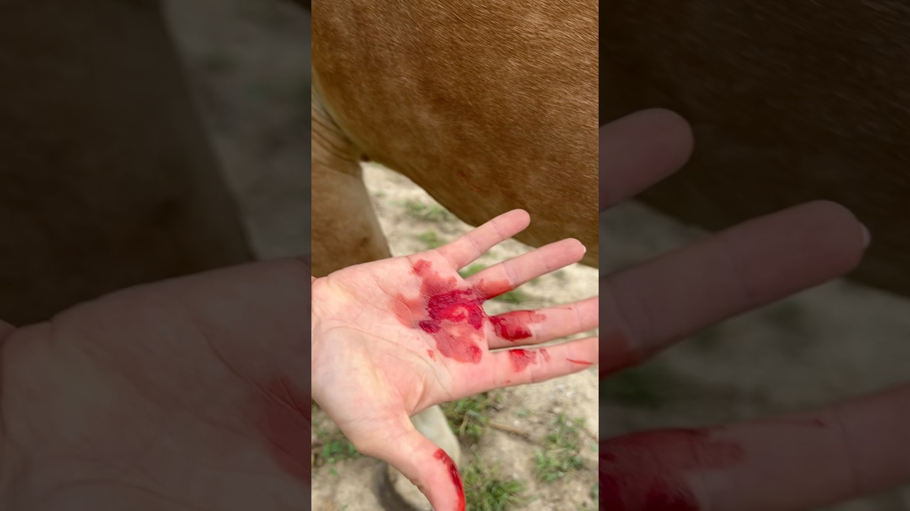 Kommt dir das bekannt vor 😬🐴?