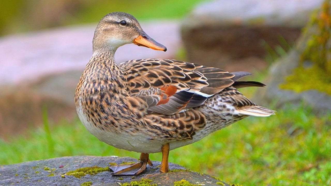 Last of the Gadwall Duck Couple [4K]