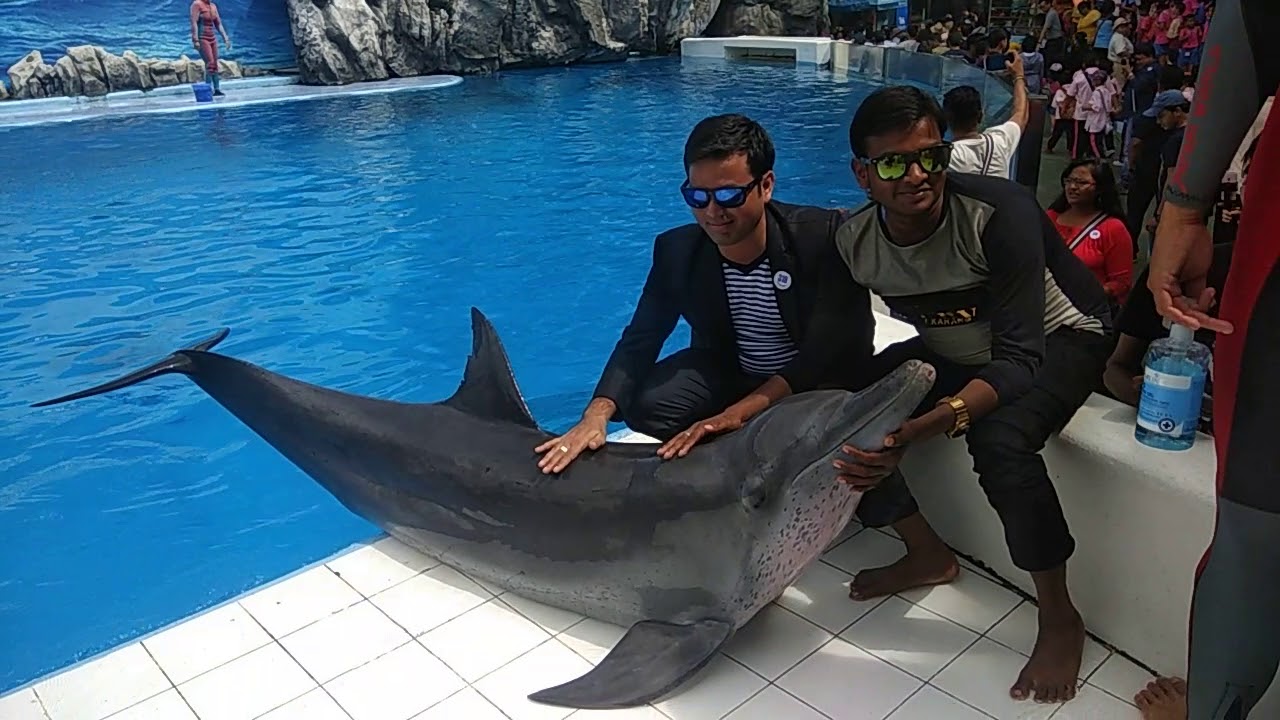 Ajit Kumar Sahu Thailand dolfin show