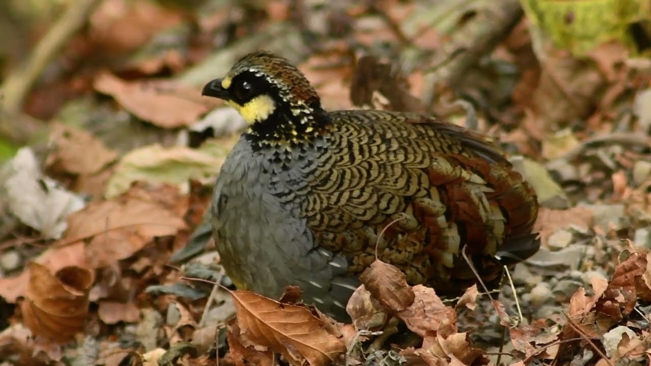 Taiwan Hill Partridge (Arborophila crudigularis)