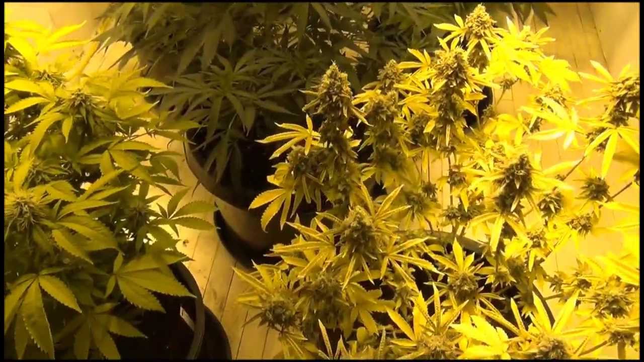 WeedWizard - day 5 of flower - Indoors  06162013