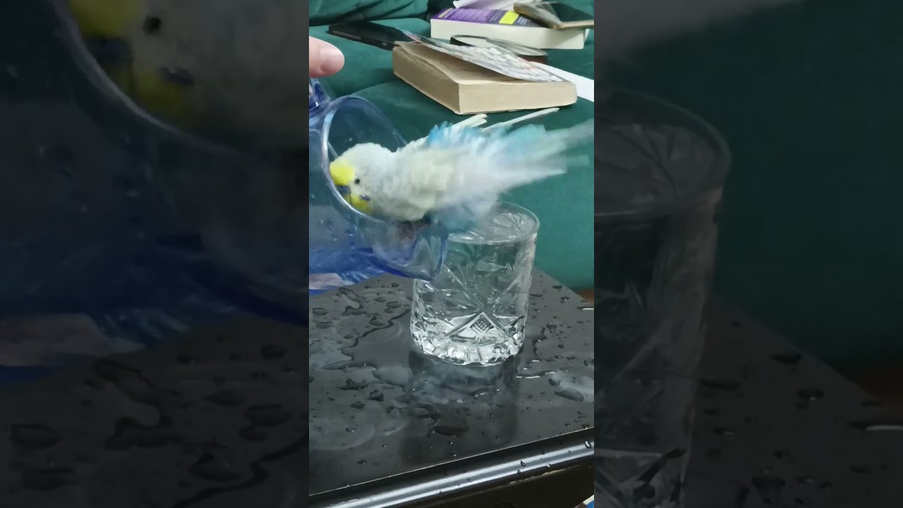 muhabbet kuşu banyo #lovebird #animal #animals