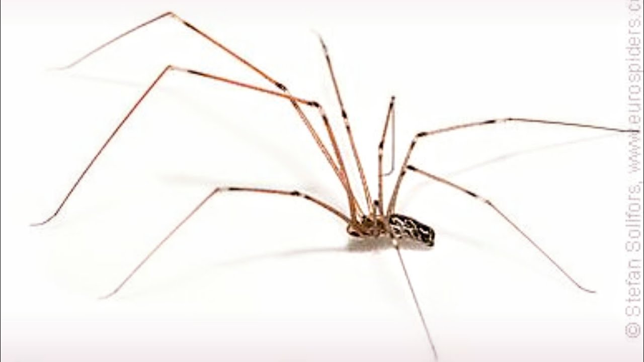 How to make a Spider from Wire | Craft ideas | Craftic Bite