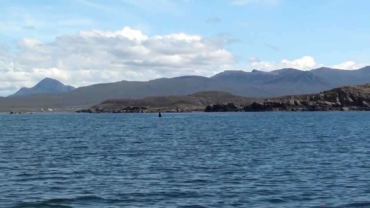 Killer Whales at the Summer Isles, Polbain and Achiltibuie