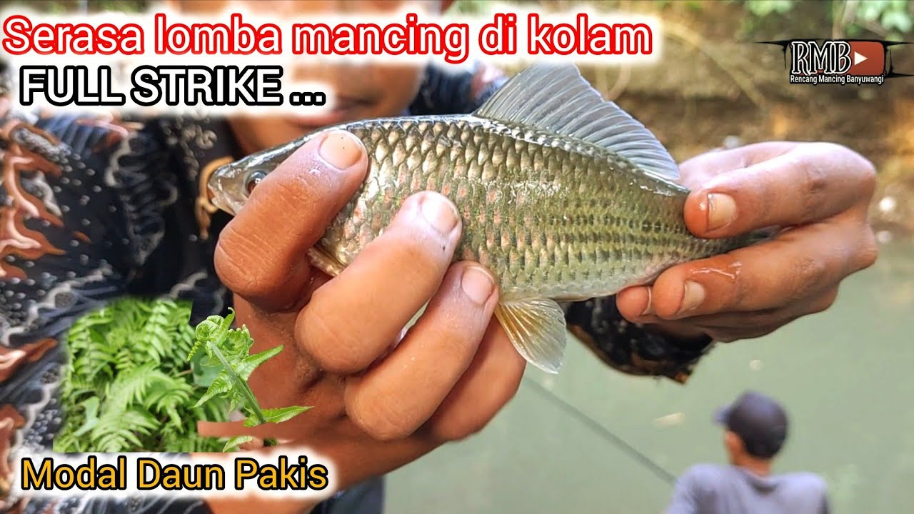SERASA MANCING DI KOLAM MANCING NILEM SUNGAI LIAR BANYUWANGI RMB-189
