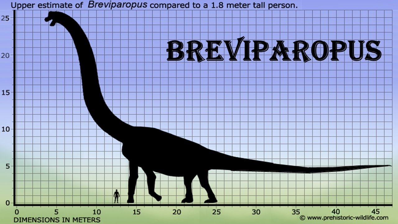 breviparopus