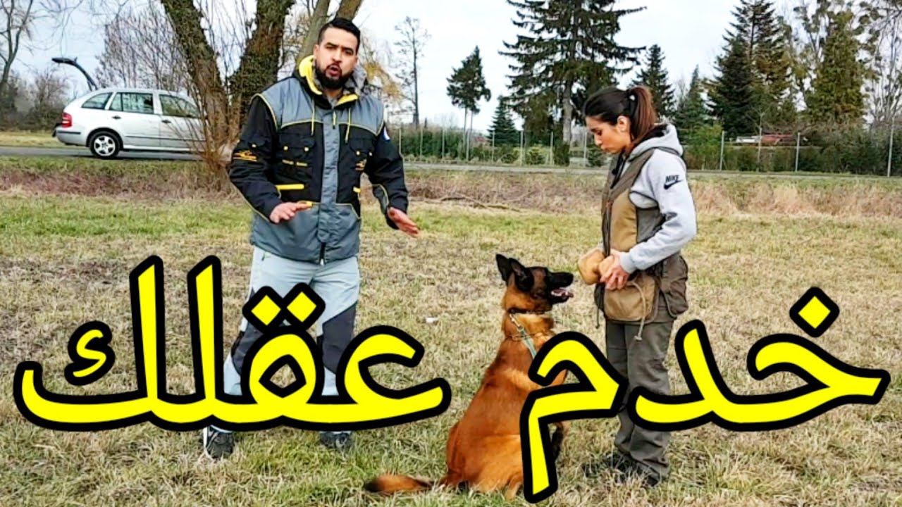 كيفاش نعلم كلبي يجيب ليا شي حاجة🐕 comment apprendre au chien de ramener un objet