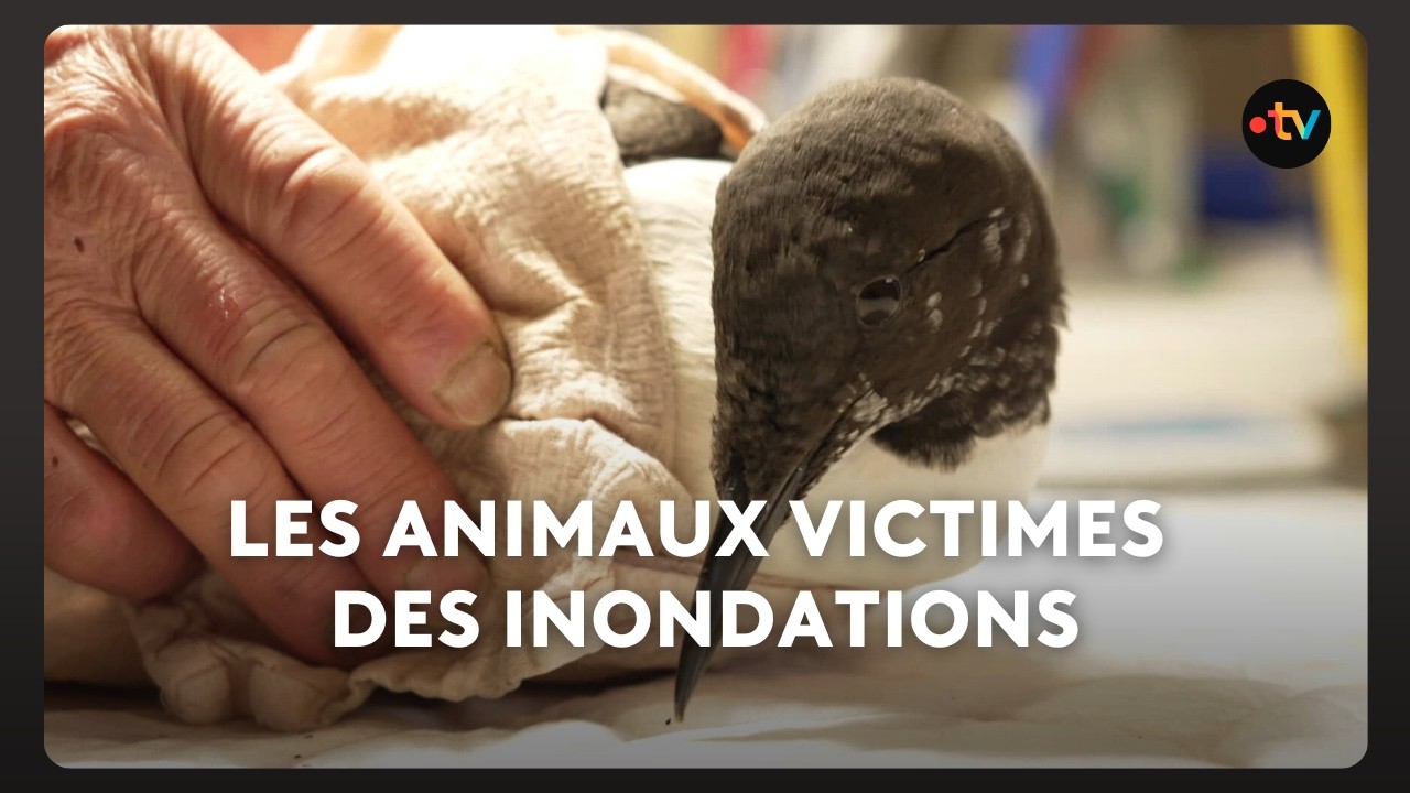 Les animaux sont les premières victimes des inondations