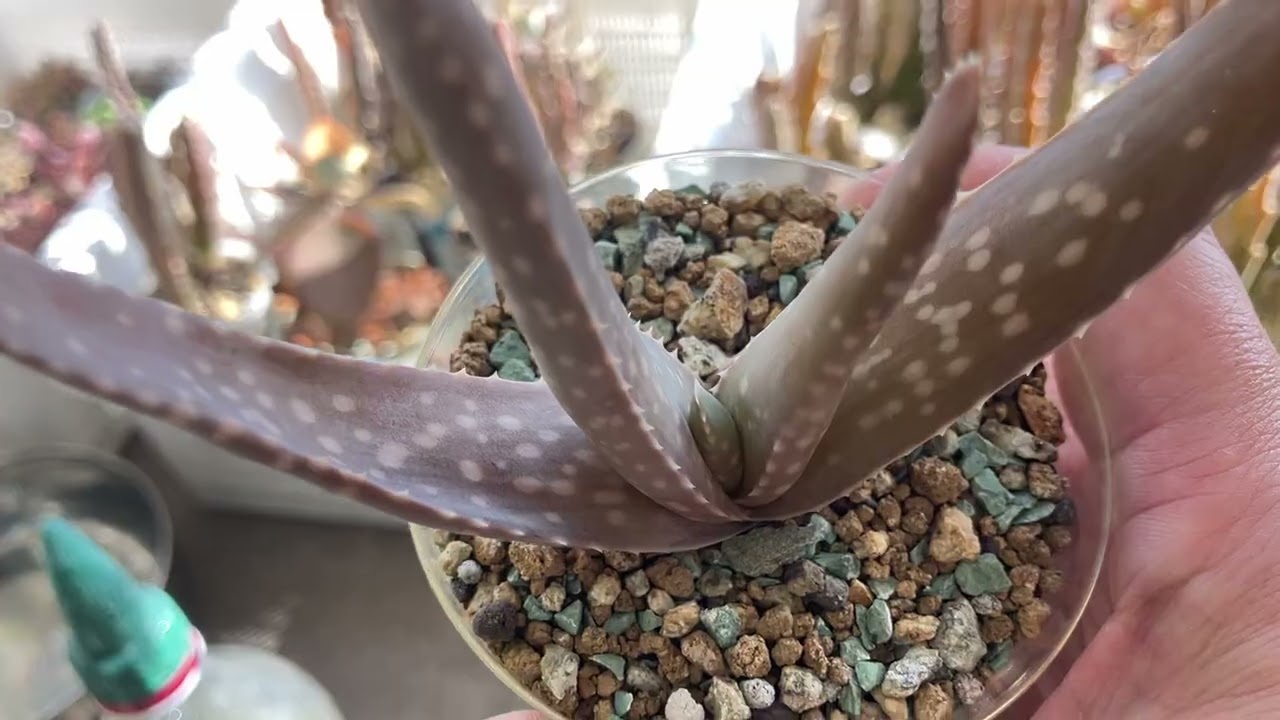 水切れアロエベラ生長期で調子を取り戻せ｜めいかん多肉植物園