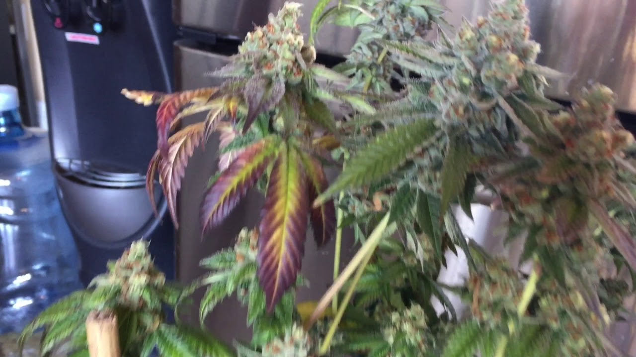 Dosidos - Week 8 Flower Purple City Genetics (PCG)
