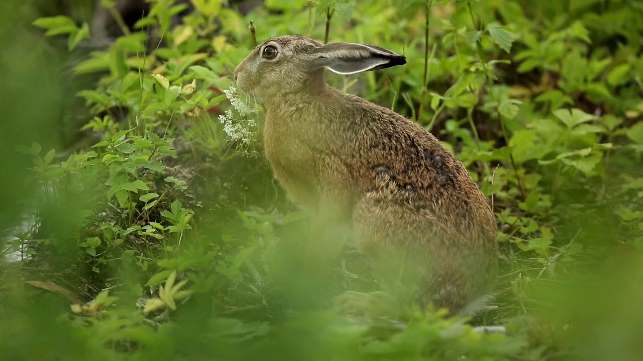 Wildlife moments from 2018 (Lithuania)