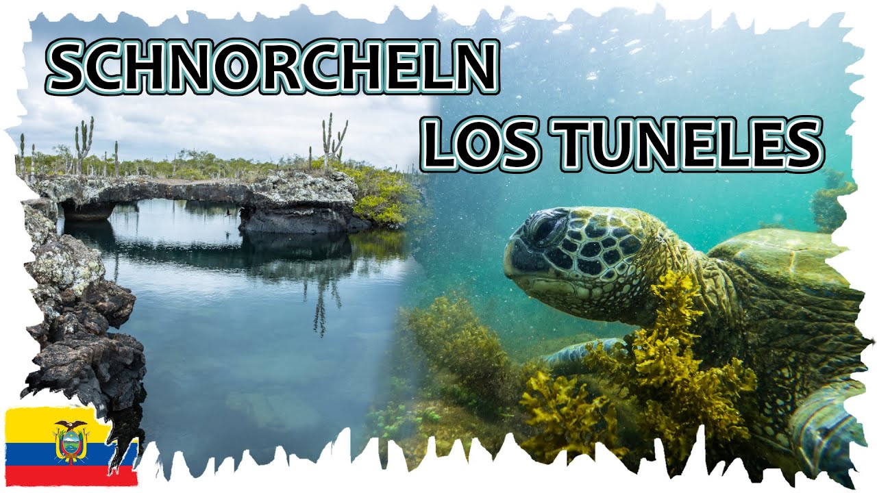 Schnorcheln mit Schildkröten, Seelöwen und Haien  •  Los Tuneles Tour  |  Galapagos Reise 12