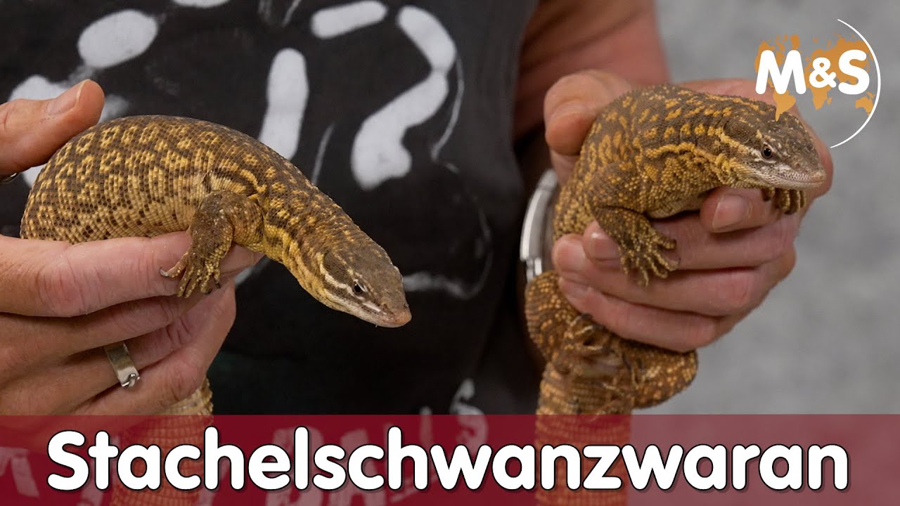Stachelschwanzwaran | Varanus acanthurus complex