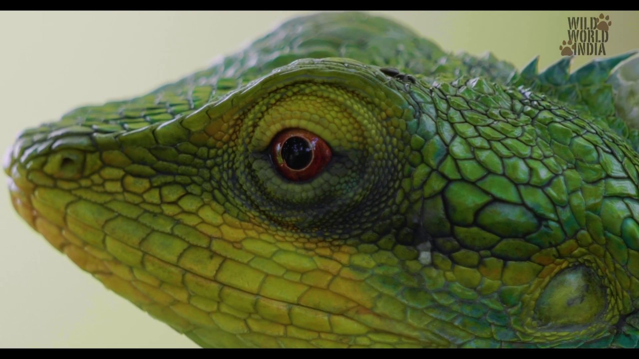 Celebrating India's diversity. A Wild World India showreel.