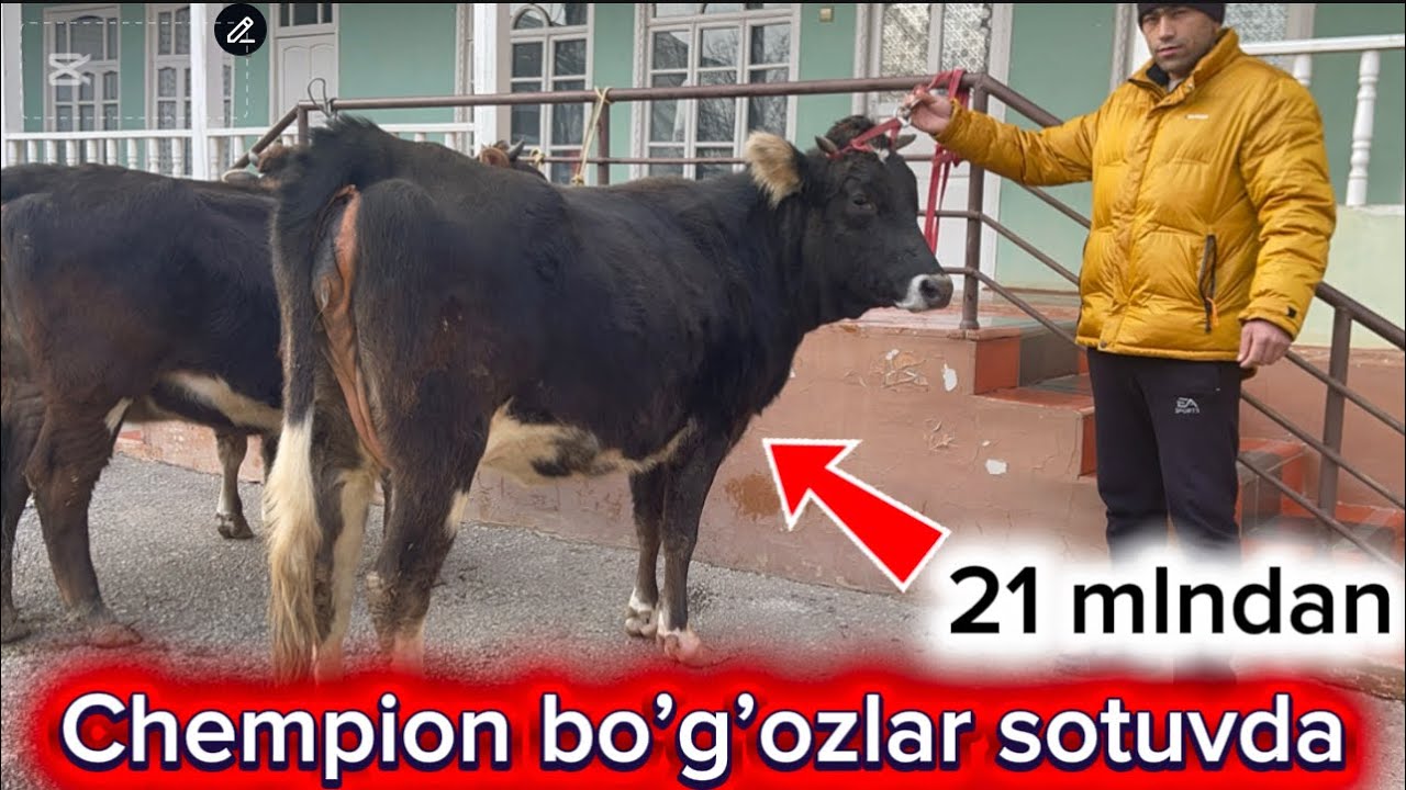 Muxiddin akada chempion bogozlar sotuvda 