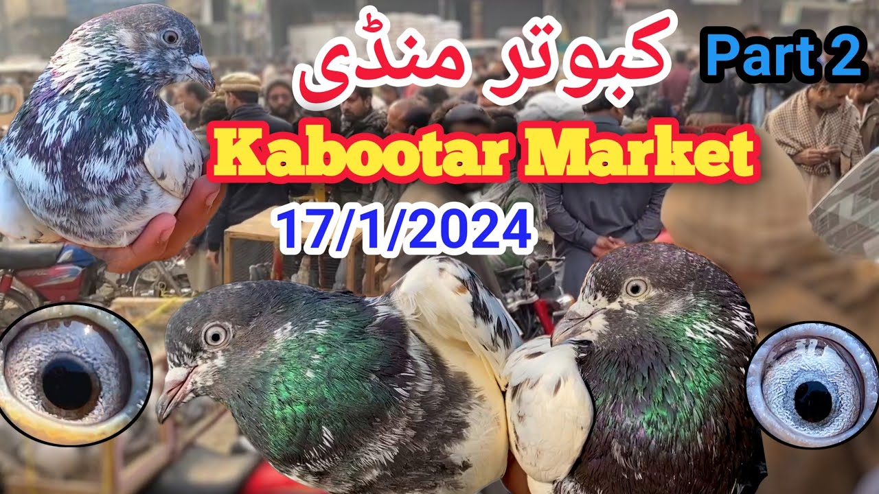 Part 2 ) Kallar Syedan Kabootar Market | Latest Update | 17/1/2024 | High Flyer Pigeon Price !