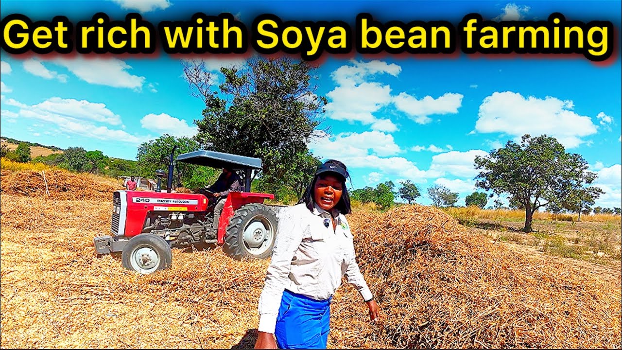 Soya bean bonanza : The money side of soya bean farming | Mabala Farms
