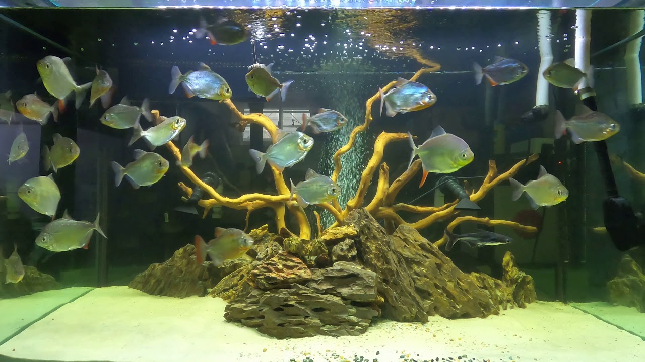 Huge Silver Dollar Aquarium