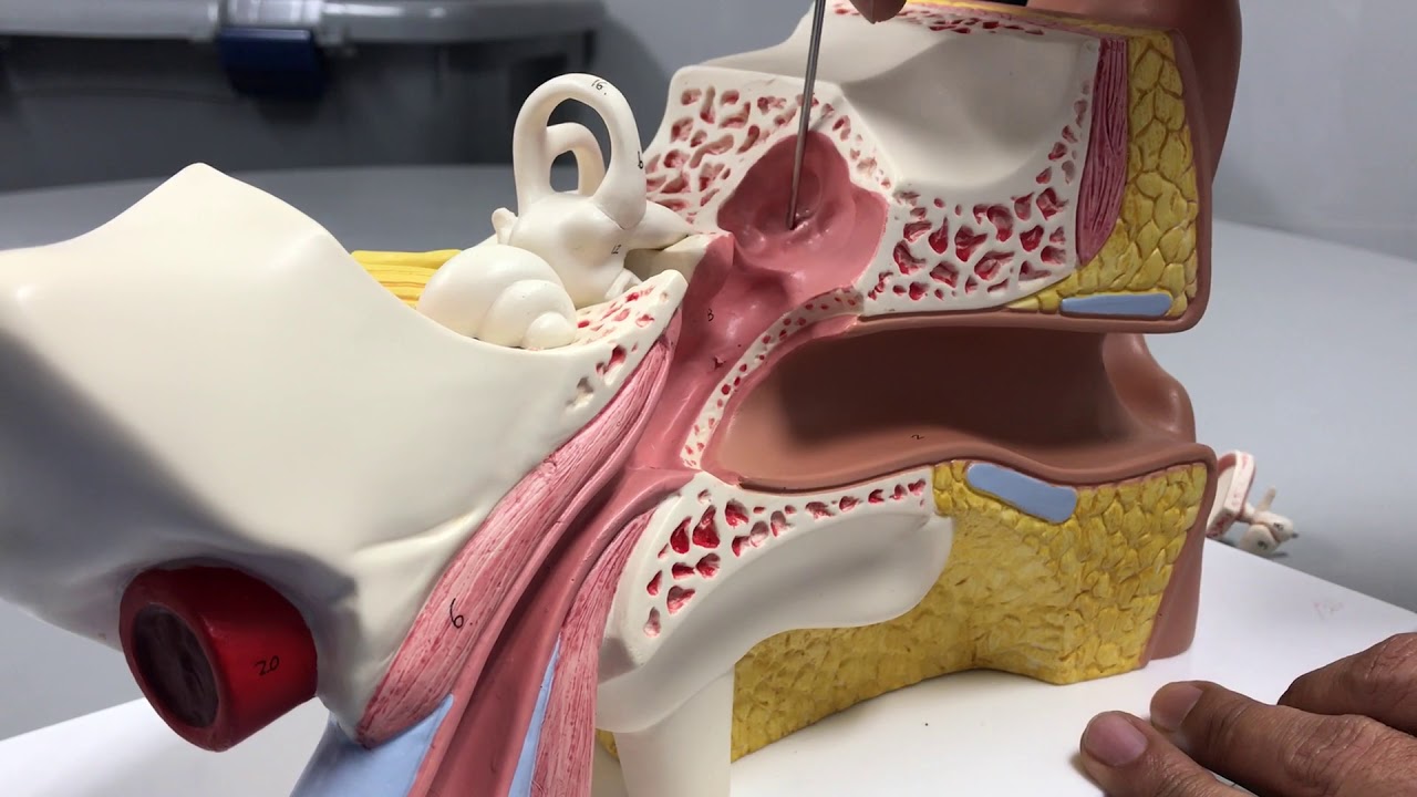 Anatomía del Oído Modelo