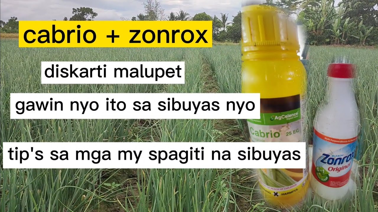 Mga kaNiceOne Magiispray ulit Tayo ng fungicide na cabrio+zonrox sa sibuyas natin