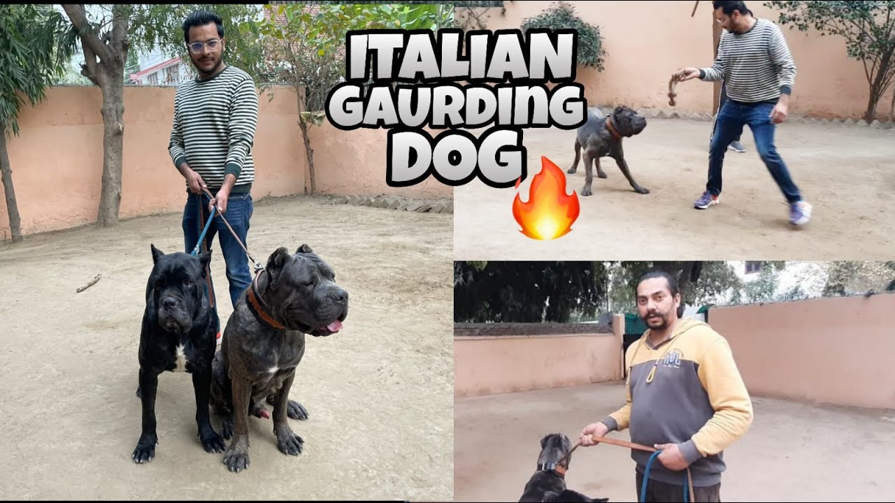 ITALIAN RARE CANE CORSO|HEAVY GIANT DOGS OF INDIA| ITALIAN MASTIFF|STRONGEST DOG BREED IN THE WORLD