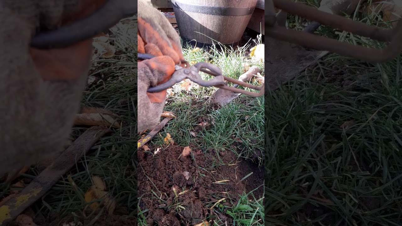 Setting Putange Mole Traps
