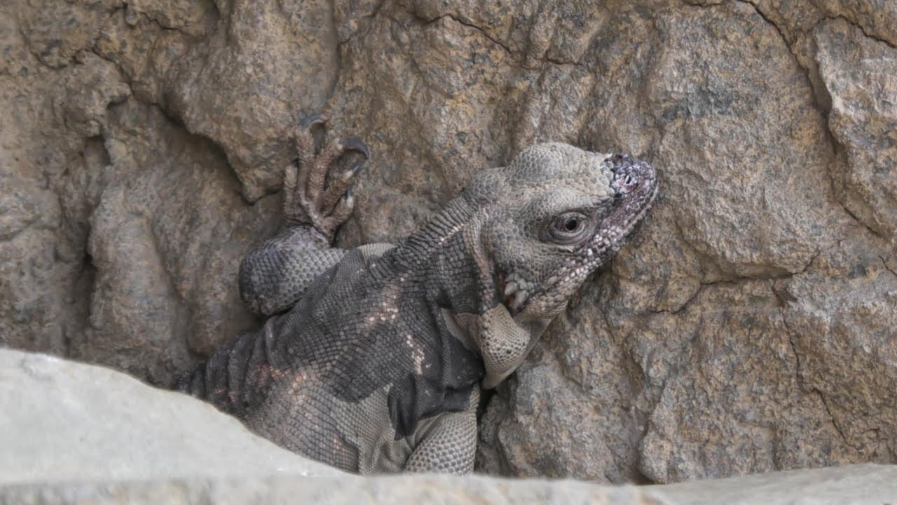 Chuckwalla climbs up a rock wall at the Indianapolis zoo #Chuckwalla #Indianapoliszoo #animals 