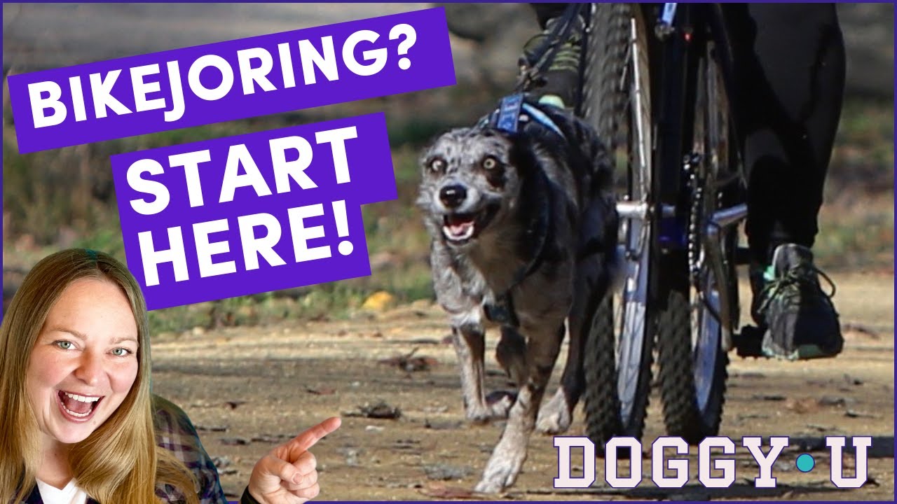 Bikejoring Equipment, Training, and Getting Started: Biking with Your Dog