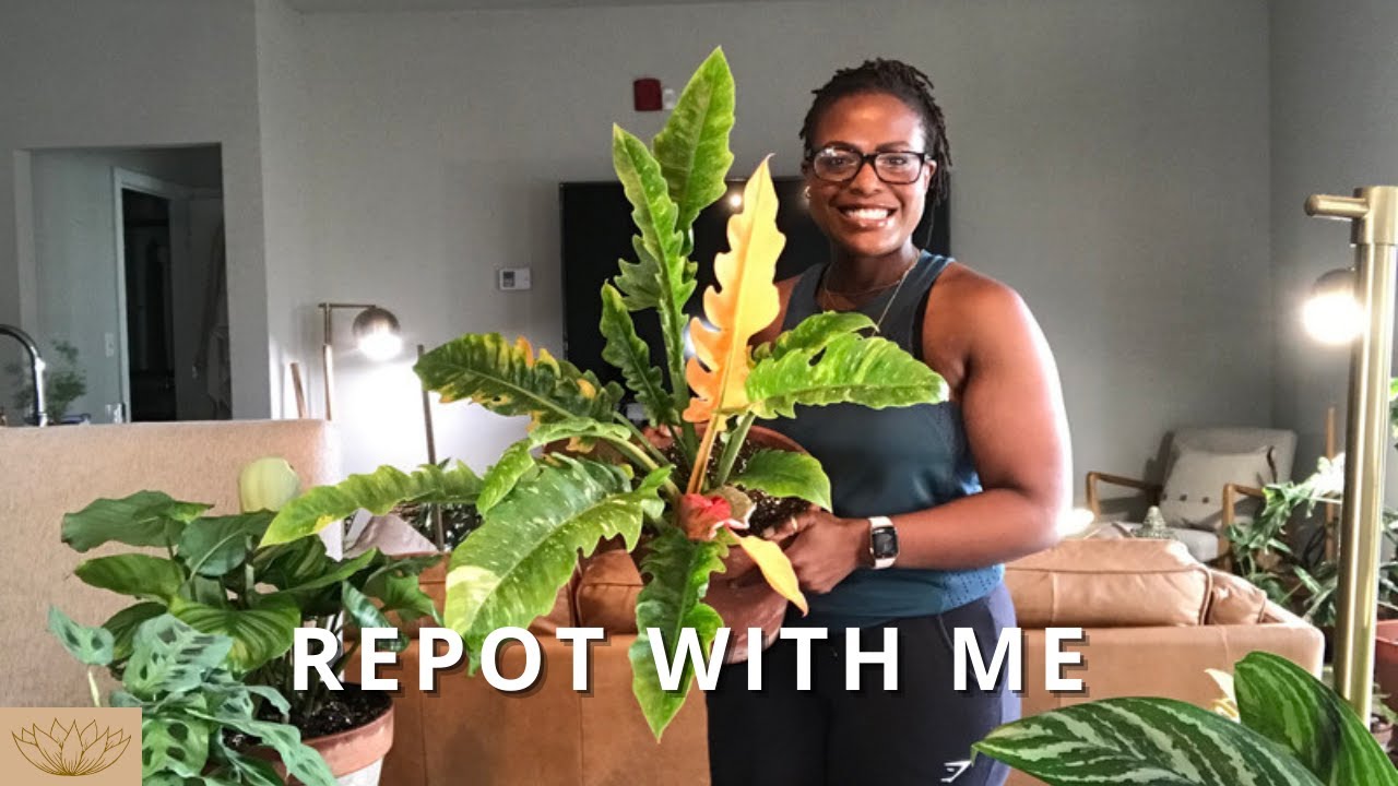 Repot with Me | Philodendron Ring of Fire, Ficus Elastica Green, Etc.