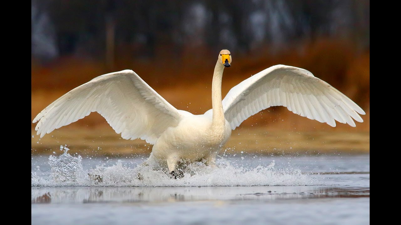 Whooper Swan. Flock of birds in summer