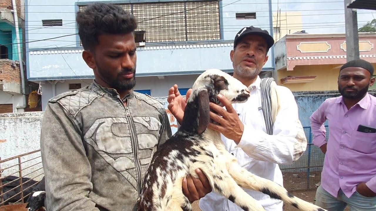 Jiyaguda Bakra Mandi Hyderabad | Sheep And Goats.
