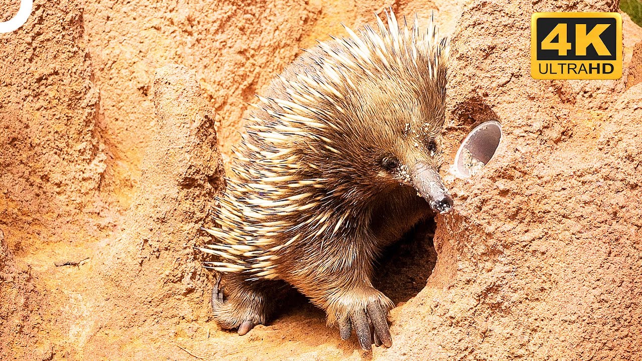 Wild Echidna Attacking A Termite Tower! | 4K Animal Documentary