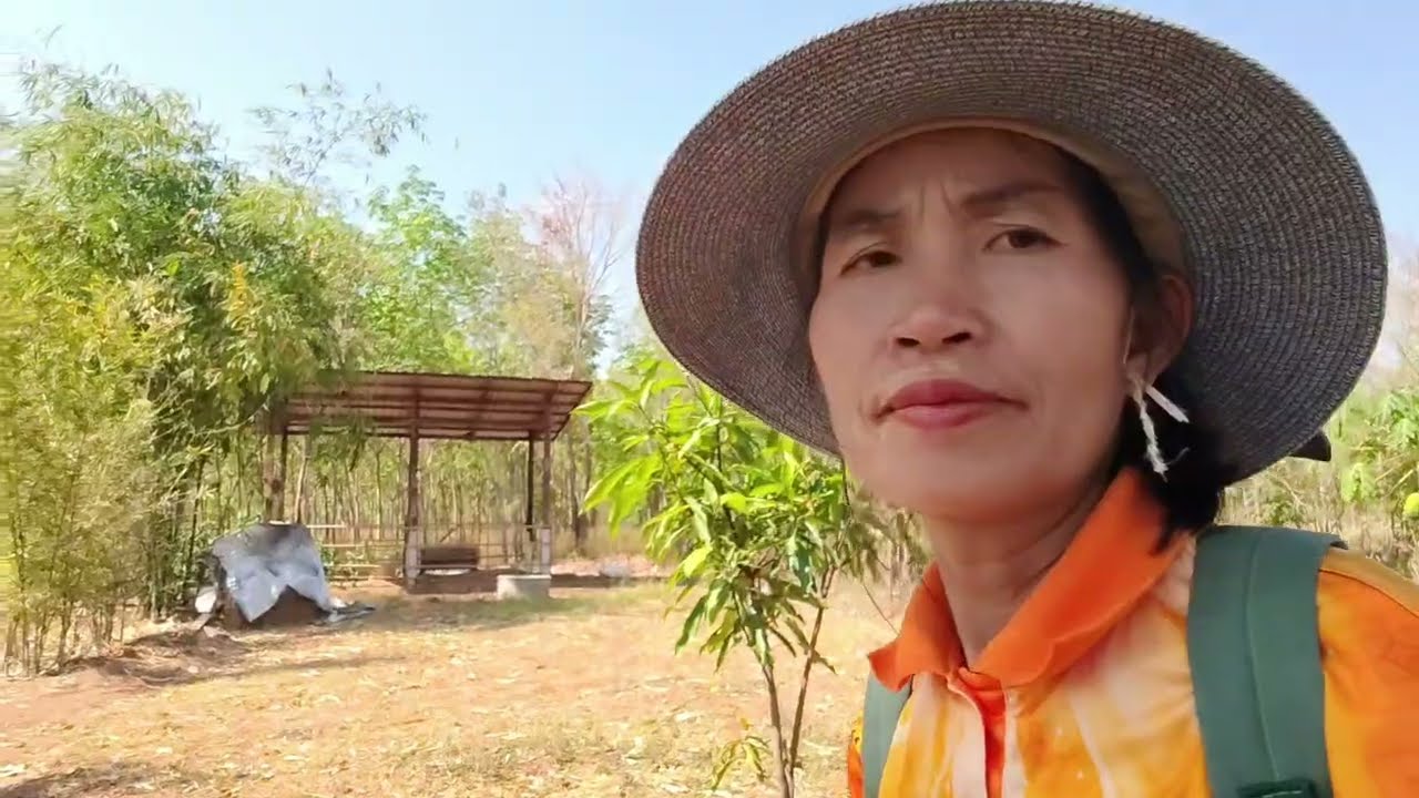วิธีปลูกผักต้องเตรียมดินให้พร้อม  มานั่งเฝ้าเอาน้ำใส่ต้นมะม่วง