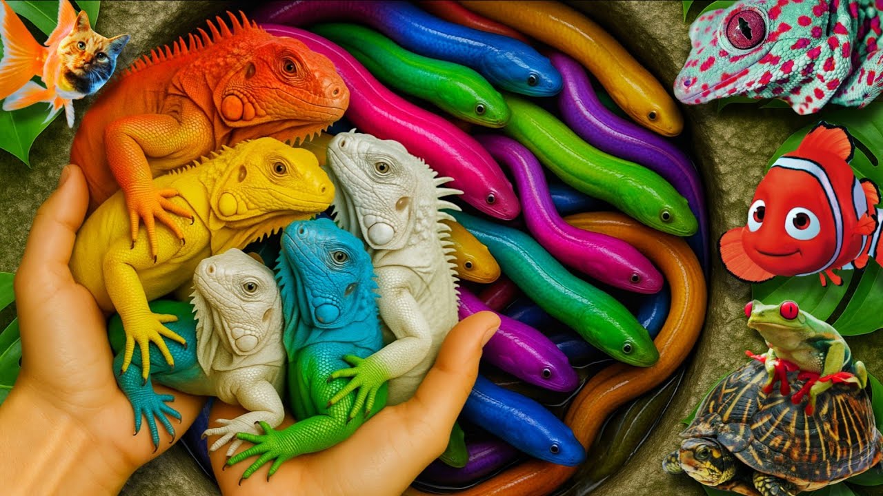 Catch beautiful aquarium fish in small pond: baby turtles, Iguana, Oscar fish, catfish, Frogs, Nemo