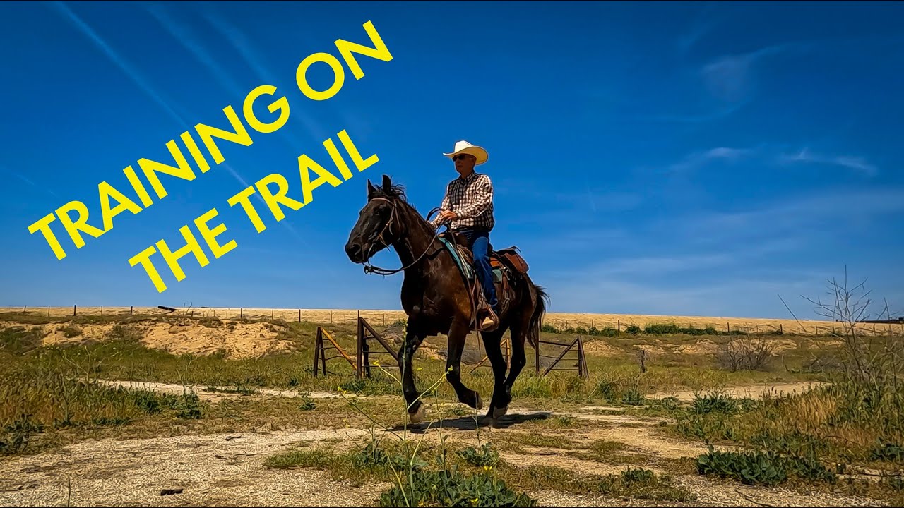 From Wild to Willing: How I Trained My Mustang Scratch