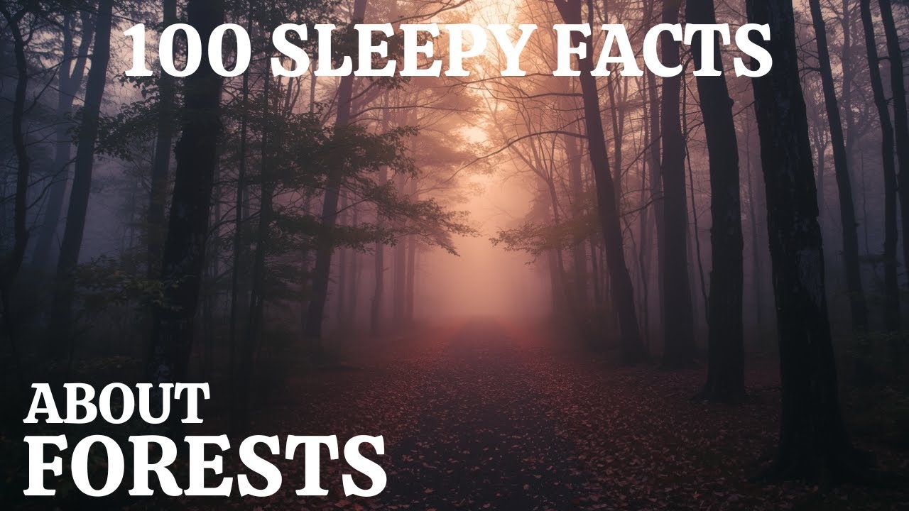 Relaxing Forest Facts To Fall Asleep To 