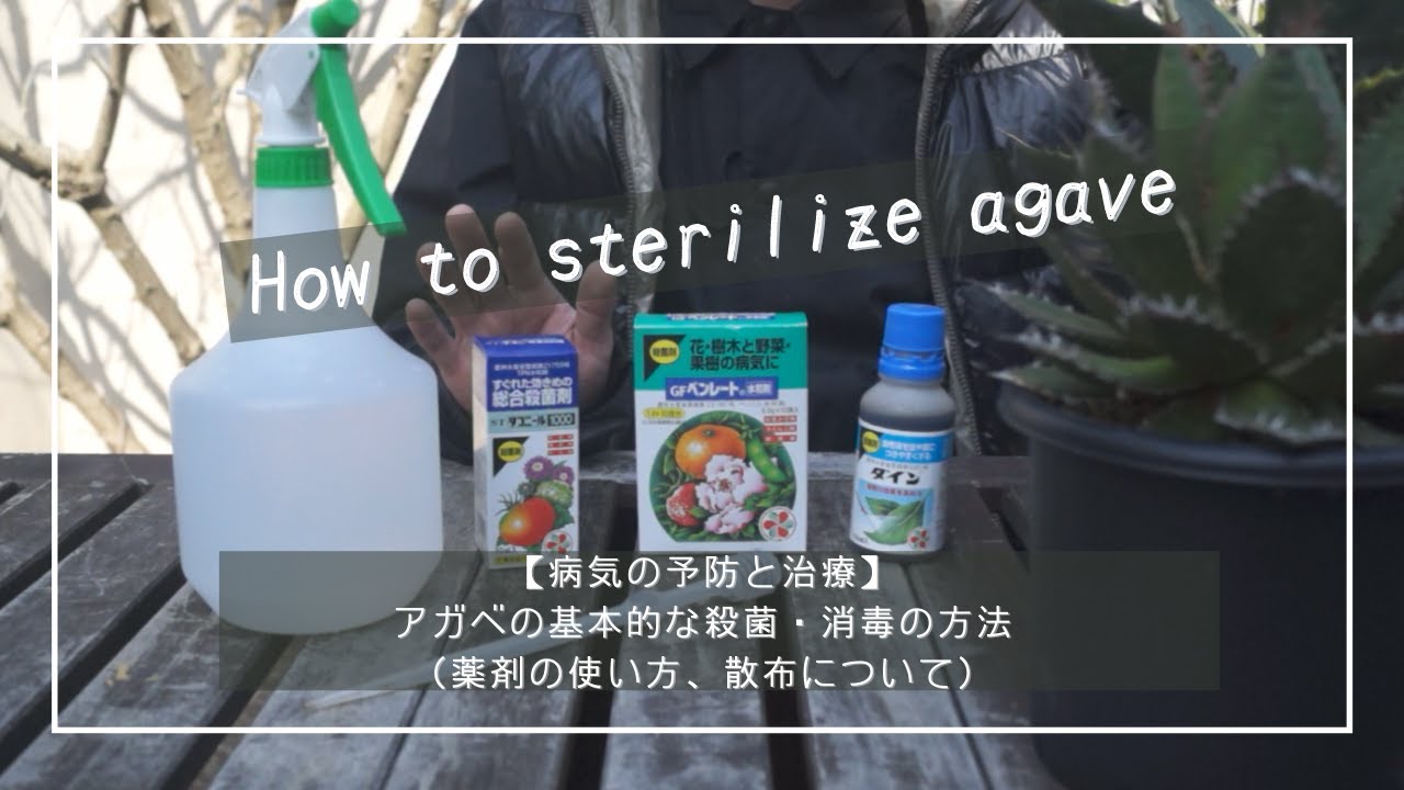 【アガベの病気の予防と治療】基本的な殺菌・消毒の方法（薬剤の使い方、散布について）