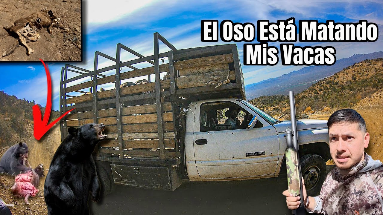 &iexcl;Impactante! El Oso Cazando Vacas Del Ranchero!