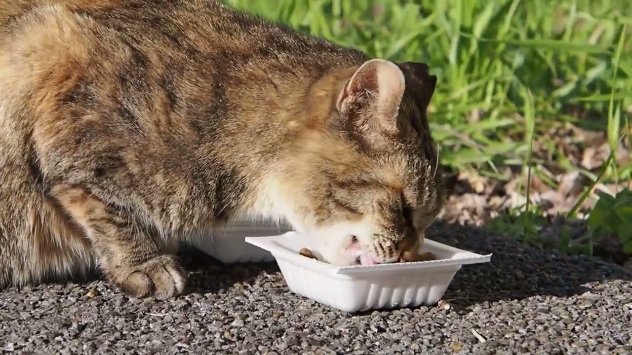 地域猫の暮らし20260312 みんなでごはん,コサギ