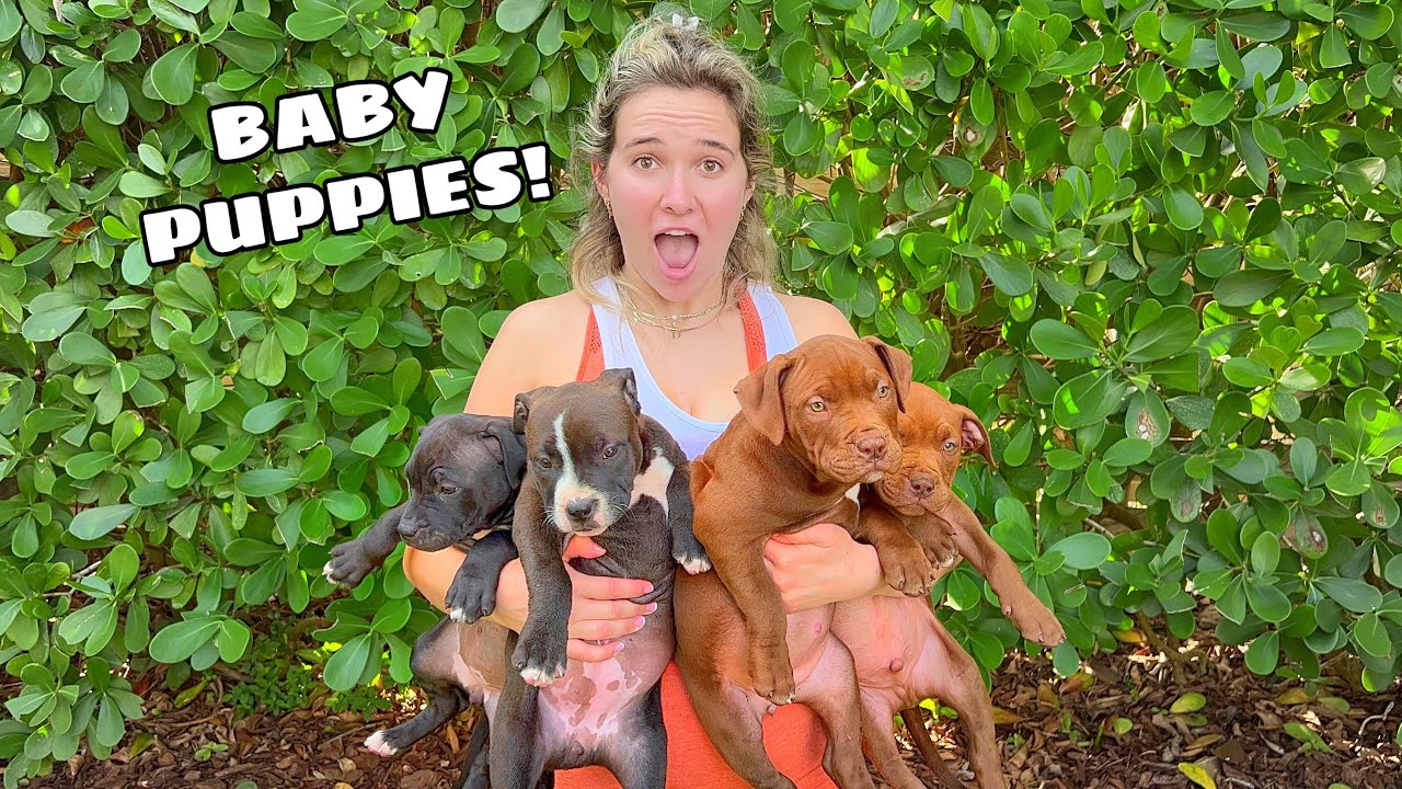 UNWANTED PUPPIES GET A NEW CHANCE AT LIFE!