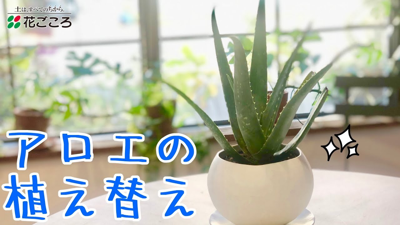 【簡単】アロエの植え替えと管理方法【おしゃれに】