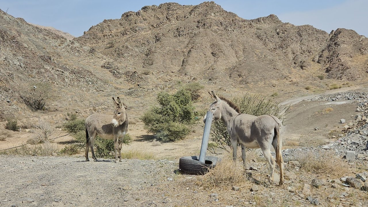 Ep.14 - Wadi Kub, overnight camping.  