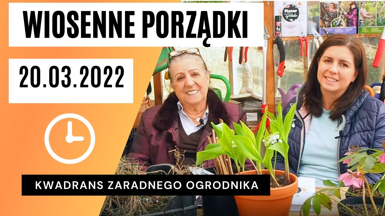 Odmładzanie goździka, wiosenne porządki na rabacie