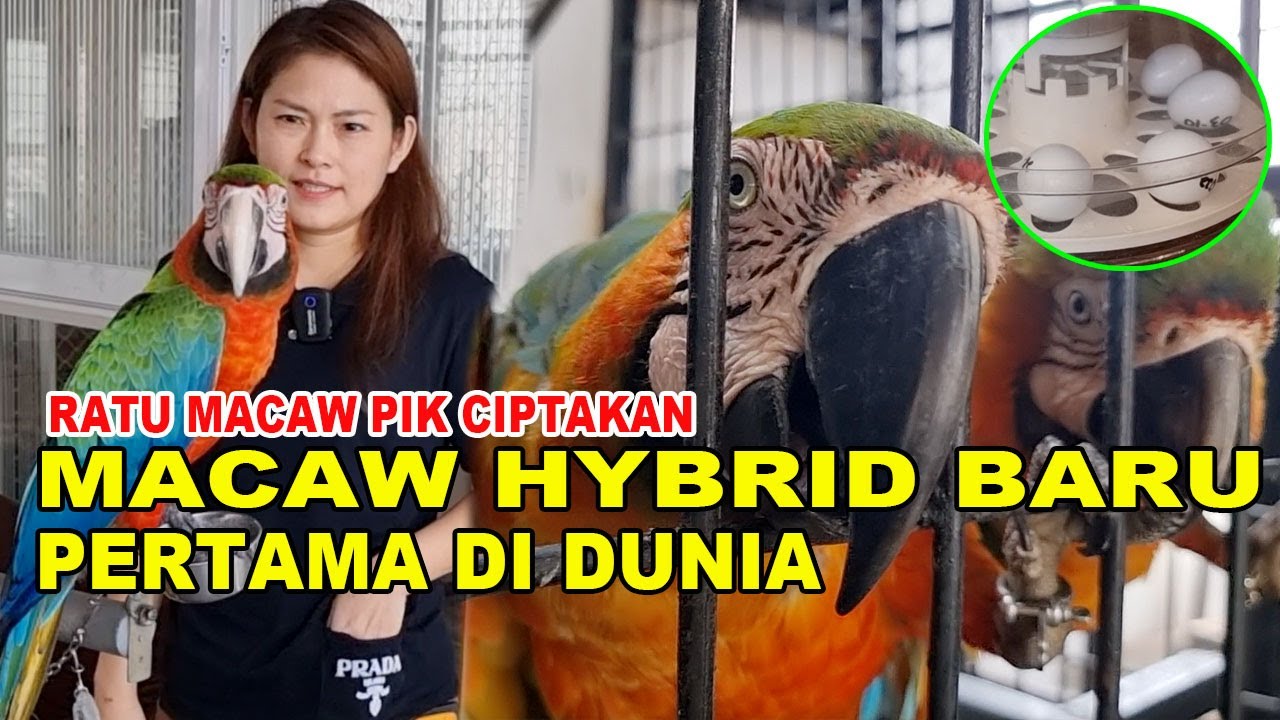 RATU MACAW CIPTAKAN HYBRID BARU DUNIA - HARGANYA BERAPA?