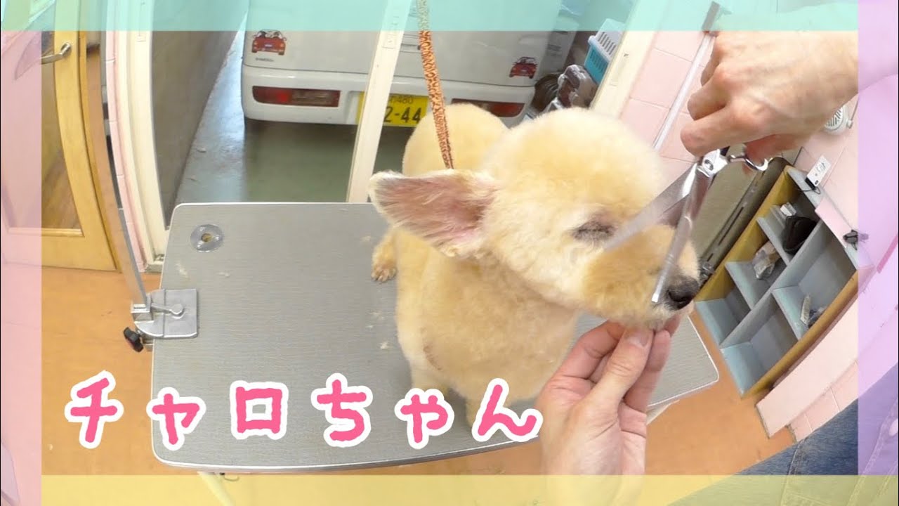 チャロちゃん（Tプードル）のシャンプーカットの様子【大阪市旭区高殿 ペットケアサロンAnneve】